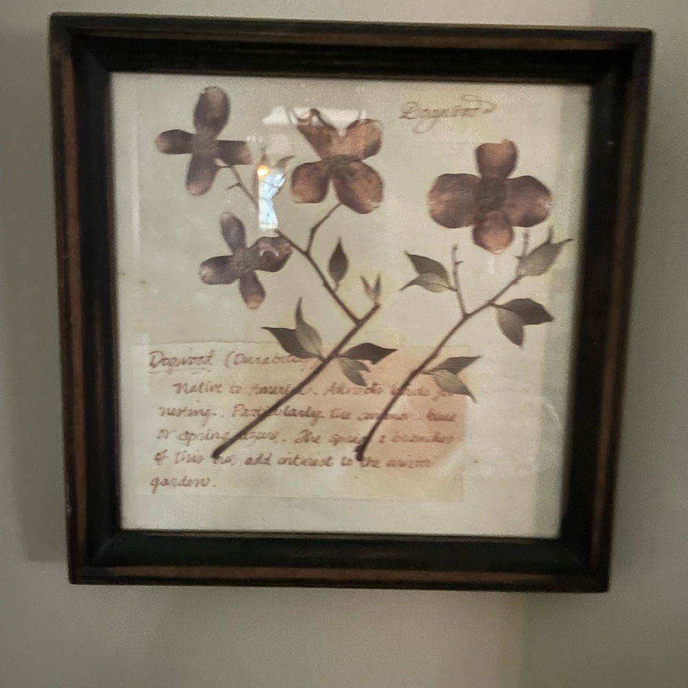 Framed Dogwood Botanical Art